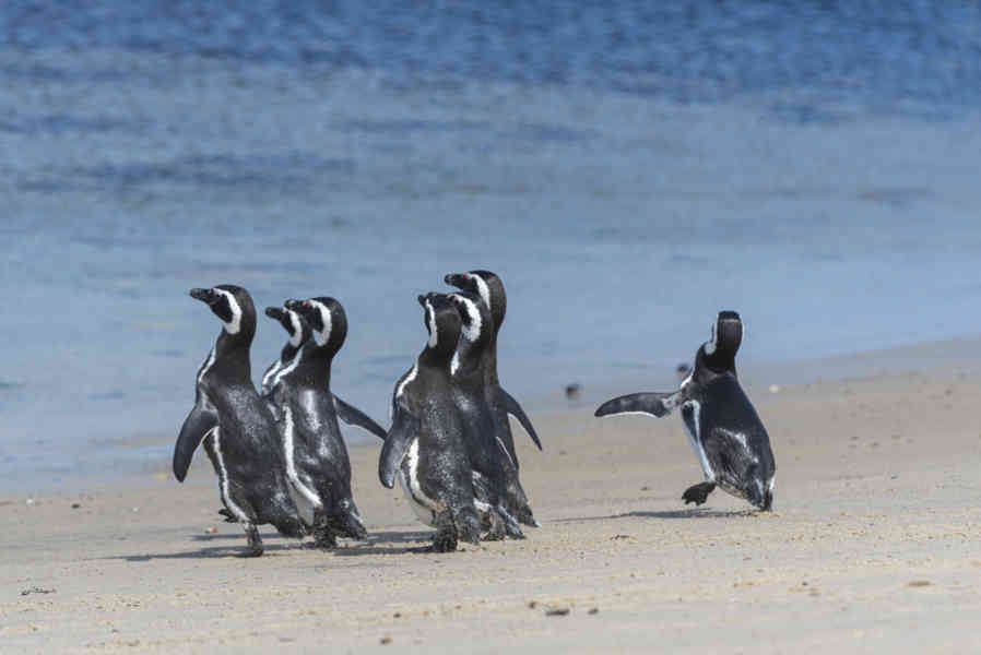 Pingüino de Magallanes - islas Falkland o Malvinas 11.jpg